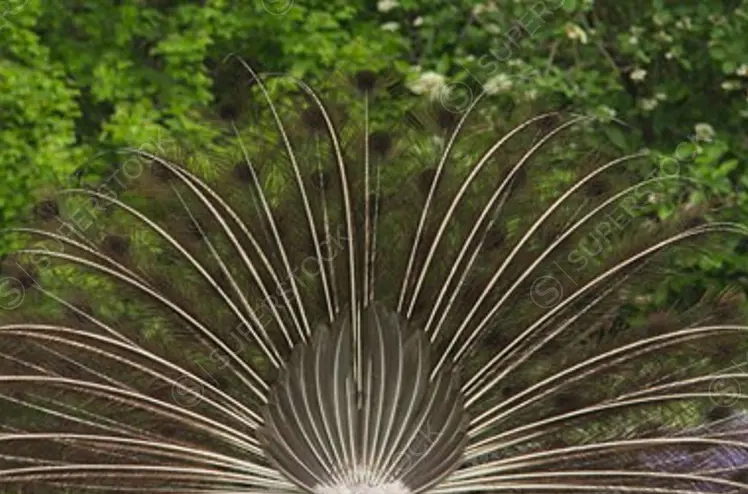PKO image